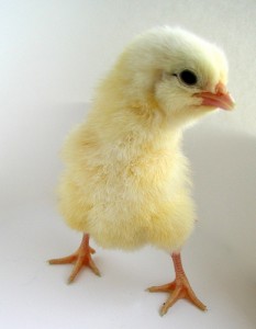 one-chick